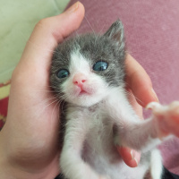 Tekir Kedi, Kedi  Miço fotoğrafı