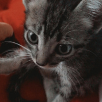 Tekir Kedi, Kedi  Artemis fotoğrafı