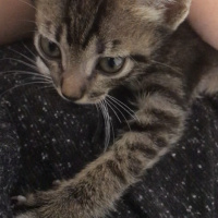 Tekir Kedi, Kedi  Artemis fotoğrafı
