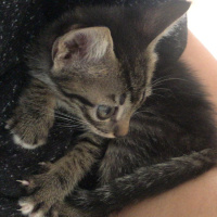 Tekir Kedi, Kedi  Artemis fotoğrafı