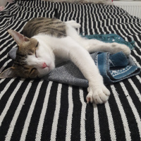 Tekir Kedi, Kedi  Salih fotoğrafı