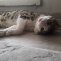 Tekir Kedi, Kedi  Salih fotoğrafı