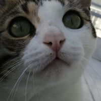 Tekir Kedi, Kedi  Salih fotoğrafı