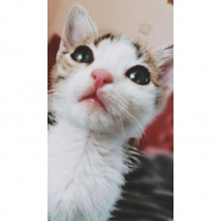 Tekir Kedi, Kedi  Salih fotoğrafı