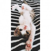 Tekir Kedi, Kedi  Salih fotoğrafı