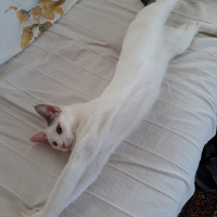 Tekir Kedi, Kedi  Pamuk fotoğrafı