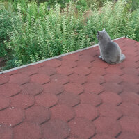 British Shorthair, Kedi  Fındık fotoğrafı