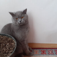 British Shorthair, Kedi  Fındık fotoğrafı