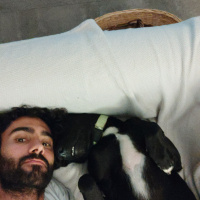 Alman Çoban Köpeği, Köpek  Alex fotoğrafı