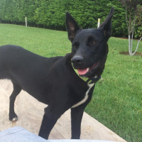 Alman Çoban Köpeği, Köpek  Alex fotoğrafı