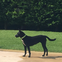 Alman Çoban Köpeği, Köpek  Alex fotoğrafı