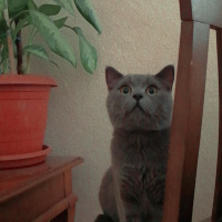 British Shorthair, Kedi  Duman fotoğrafı