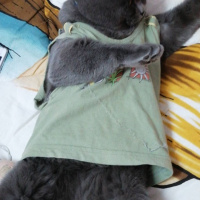 British Shorthair, Kedi  Duman fotoğrafı