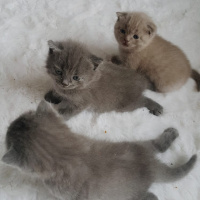 Scottish Fold, Kedi  isimsiz fotoğrafı
