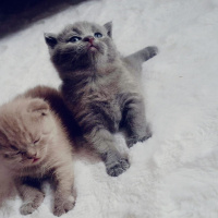 Scottish Fold, Kedi  isimsiz fotoğrafı