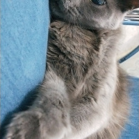 Mavi Rus, Kedi  Karamel fotoğrafı