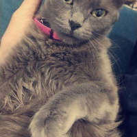 Mavi Rus, Kedi  Karamel fotoğrafı