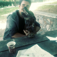 Belçika Malinois, Köpek  Börü fotoğrafı