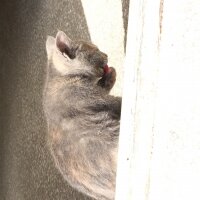 Nebelung, Kedi  şoşo fotoğrafı