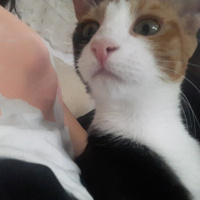 Tekir Kedi, Kedi  Lily fotoğrafı