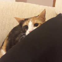 Tekir Kedi, Kedi  Lily fotoğrafı