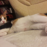 Tekir Kedi, Kedi  Lily fotoğrafı