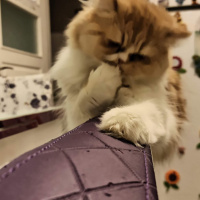 İran Kedisi (Persian), Kedi  Yıldız fotoğrafı