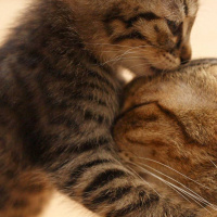 Norwegian Forest, Kedi  Gofret fotoğrafı