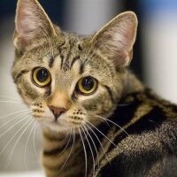 American Bobtail, Kedi  mercan fotoğrafı