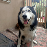 Sibirya Kurdu (Husky), Köpek  Çakır fotoğrafı