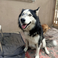 Sibirya Kurdu (Husky), Köpek  Çakır fotoğrafı