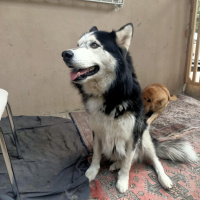 Sibirya Kurdu (Husky), Köpek  Çakır fotoğrafı