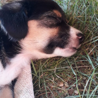 Rottweiler, Köpek  LOYAL fotoğrafı