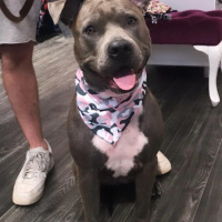 Amerikan Staffordshire Terrier, Köpek  Cips fotoğrafı