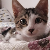 Tekir Kedi, Kedi  mavi fotoğrafı