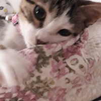 Tekir Kedi, Kedi  mavi fotoğrafı
