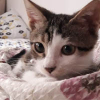 Tekir Kedi, Kedi  mavi fotoğrafı