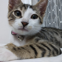 Tekir Kedi, Kedi  mavi fotoğrafı