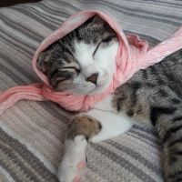 Tekir Kedi, Kedi  mavi fotoğrafı