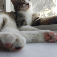 Tekir Kedi, Kedi  mavi fotoğrafı