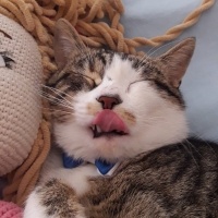 Tekir Kedi, Kedi  mavi fotoğrafı