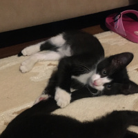 Tekir Kedi, Kedi  Miki Mause fotoğrafı