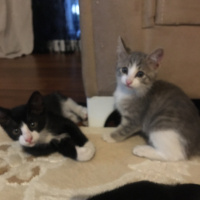 Tekir Kedi, Kedi  Miki Mause fotoğrafı