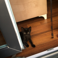 Tekir Kedi, Kedi  Miki Mause fotoğrafı