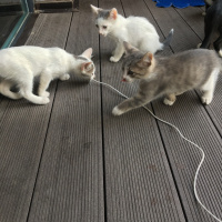 Tekir Kedi, Kedi  Miki Mause fotoğrafı