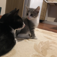 Tekir Kedi, Kedi  Miki Mause fotoğrafı