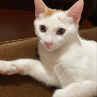 Tekir Kedi, Kedi  Ares fotoğrafı