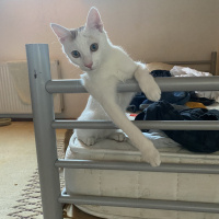 Tekir Kedi, Kedi  Ares fotoğrafı