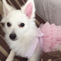 Pomeranyalı, Köpek  Zilli  fotoğrafı