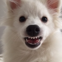 Pomeranyalı, Köpek  Zilli  fotoğrafı